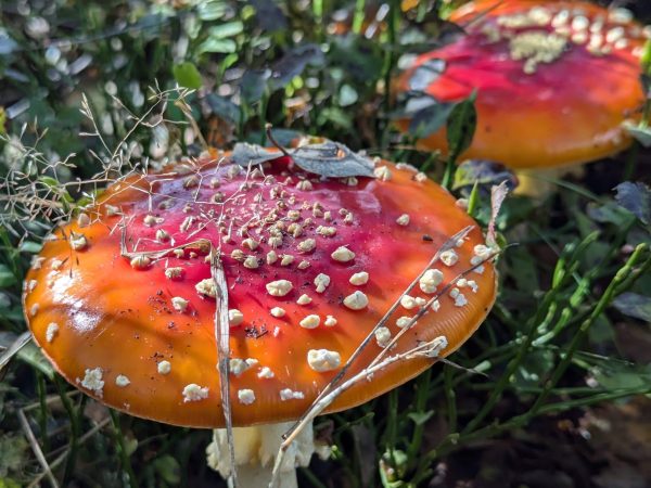 warsztaty_amanita_muscria_ania_grundl (4)