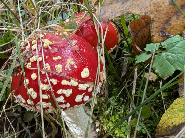 warsztaty_amanita_muscria_ania_grundl (5)