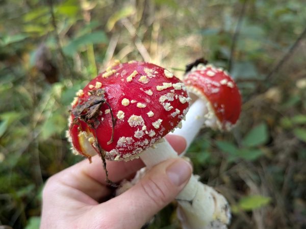 warsztaty_amanita_muscria_ania_grundl (6)