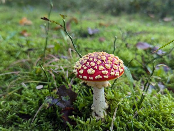 warsztaty_amanita_muscria_ania_grundl (7)